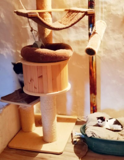 Cats Happy Holidays Mallorca