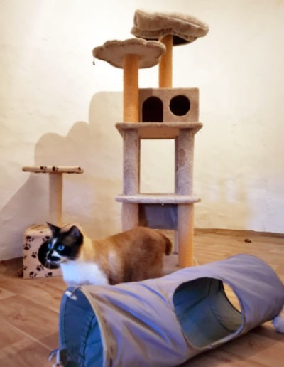 Cats Happy Holidays Mallorca